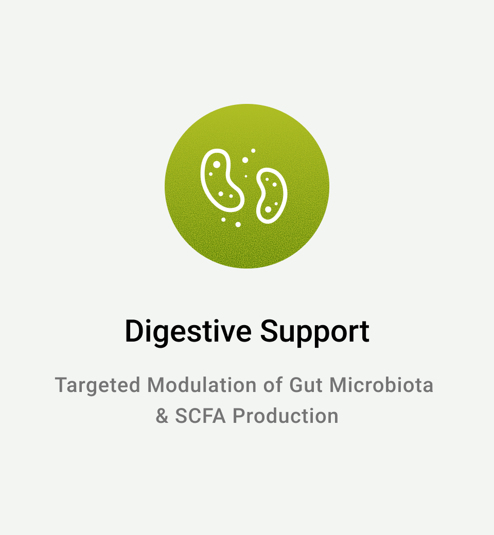 Digestive Support: Targeted Modulation of Gut Microbiota & SCFA Production