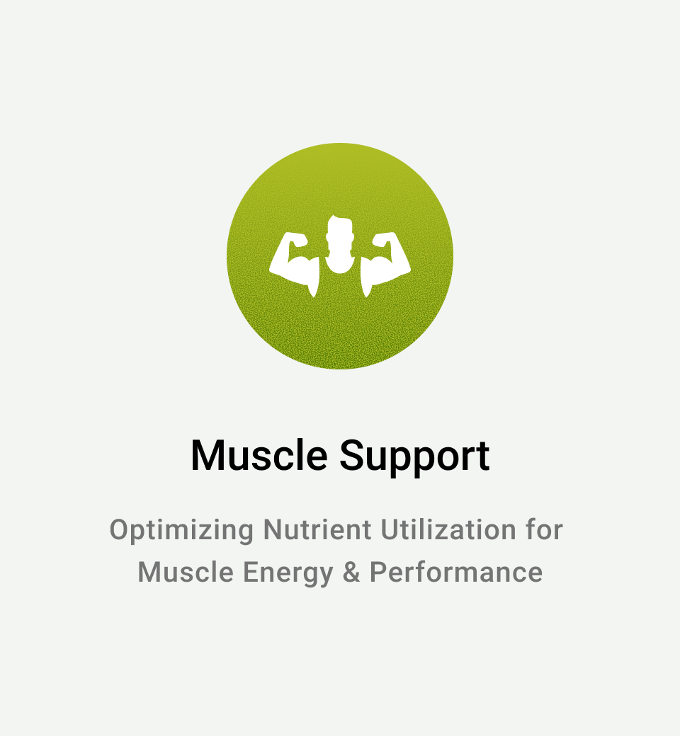 Muscle Support: Optimizing Nutrient Utilization for Muscle Energy & Performance