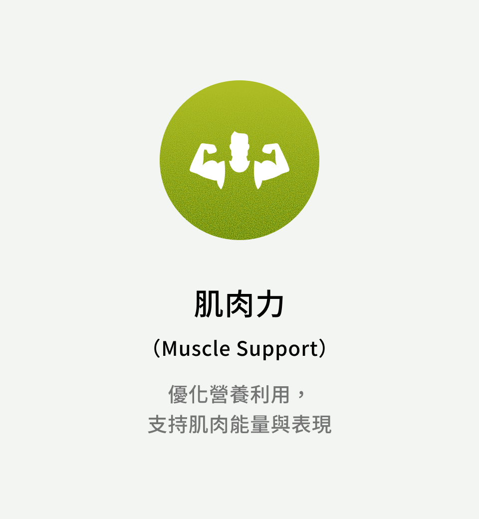 肌肉力（Muscle Support）：優化營養利用，支持肌肉能量與表現