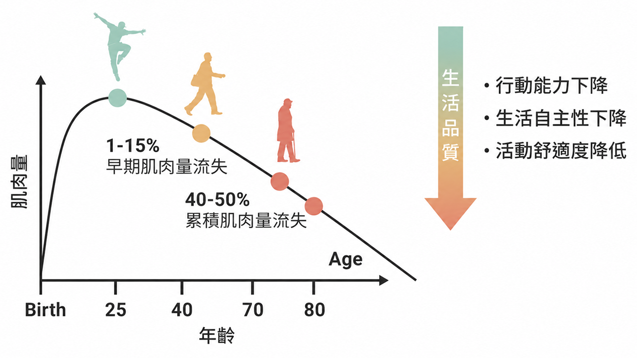 年齡與肌肉量變化：25 歲後肌肉量逐漸流失，40–50% 累積流失，影響行動能力、生活自主性與活動舒適度