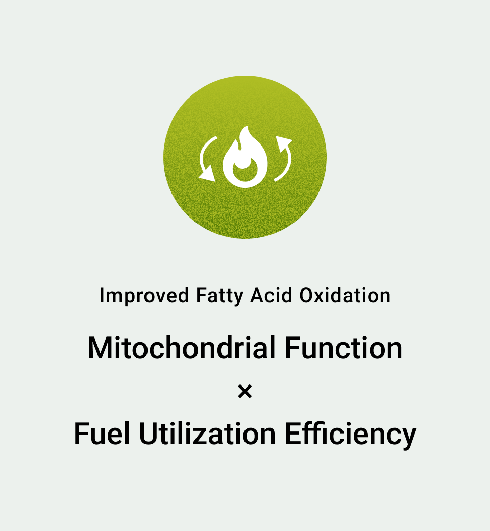 Improved Fatty Acid Oxidation: Mitochondrial Function × Fuel Utilization Efficiency