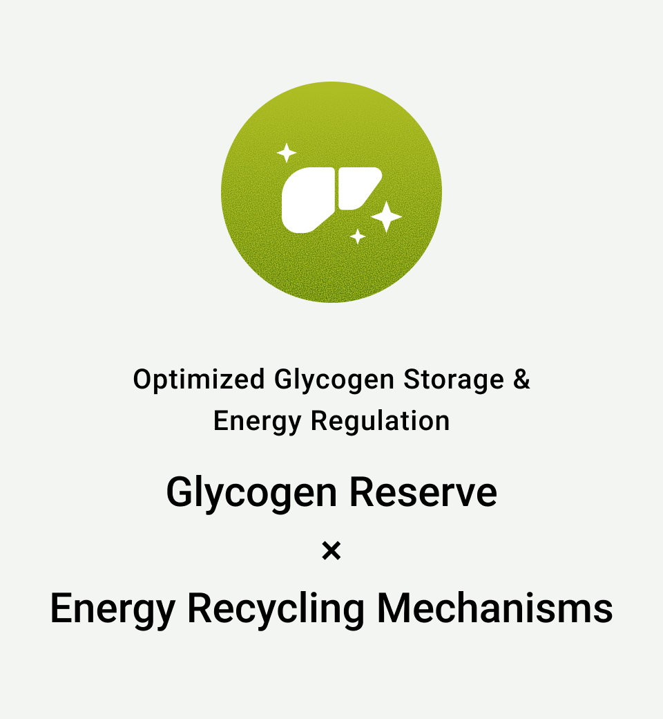 Optimized Glycogen Storage & Energy Regulation: Glycogen Reserve × Energy Recycling Mechanisms