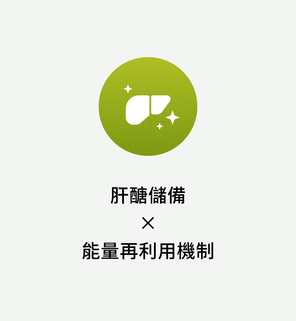 肝醣儲備 × 能量再利用機制
